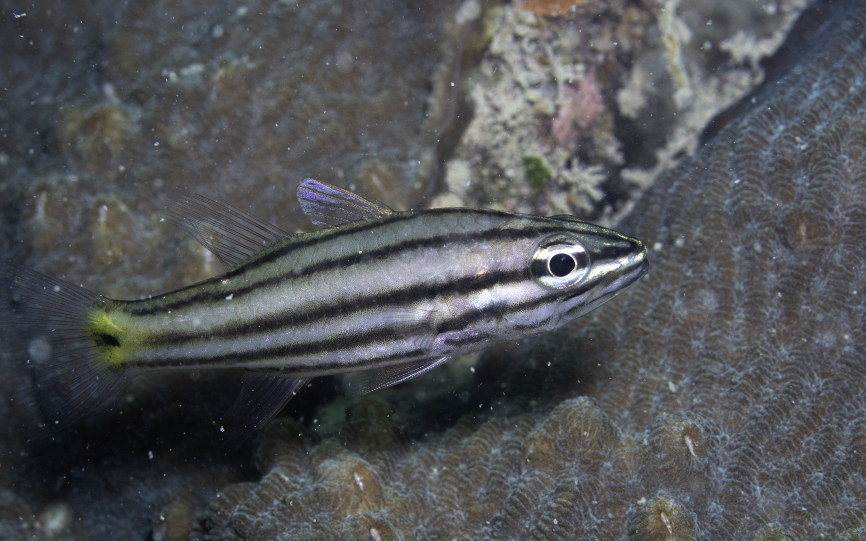 Cheilodipterus quinquelineatus – ヤライシモチ