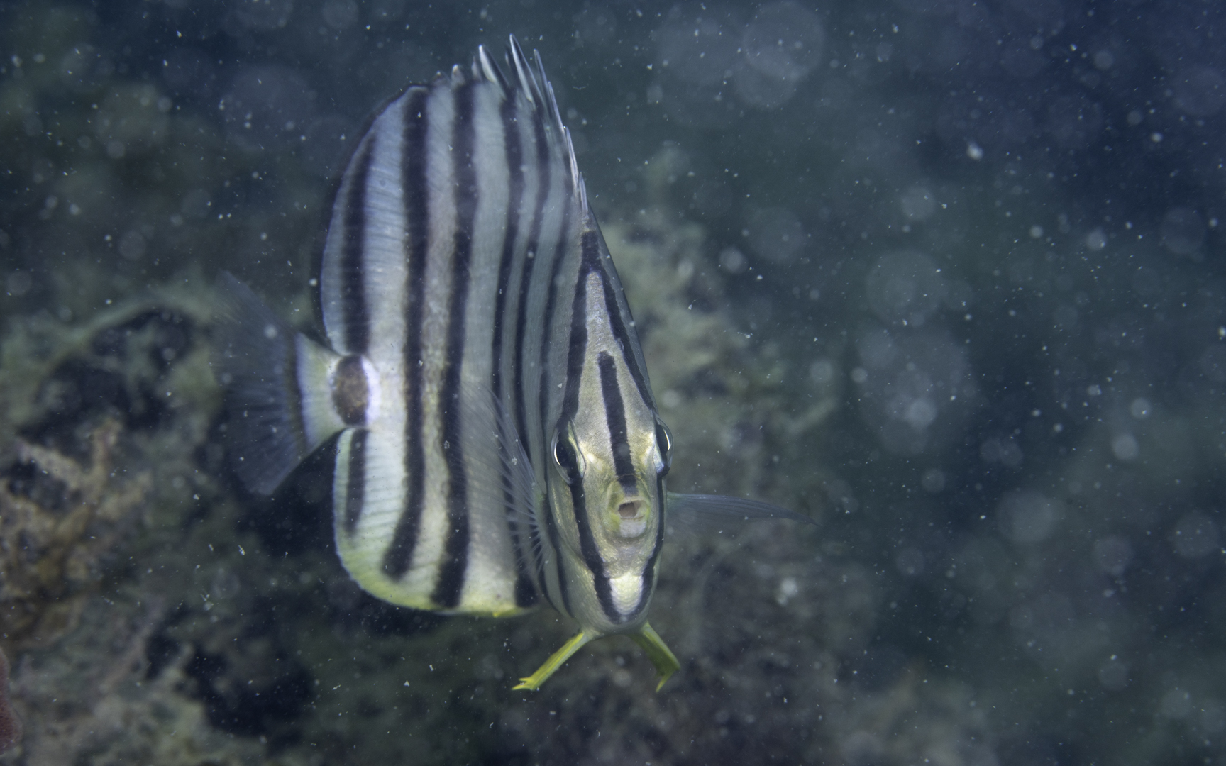 Chaetodon octofasciatus – ヤスジチョウチョウウオ