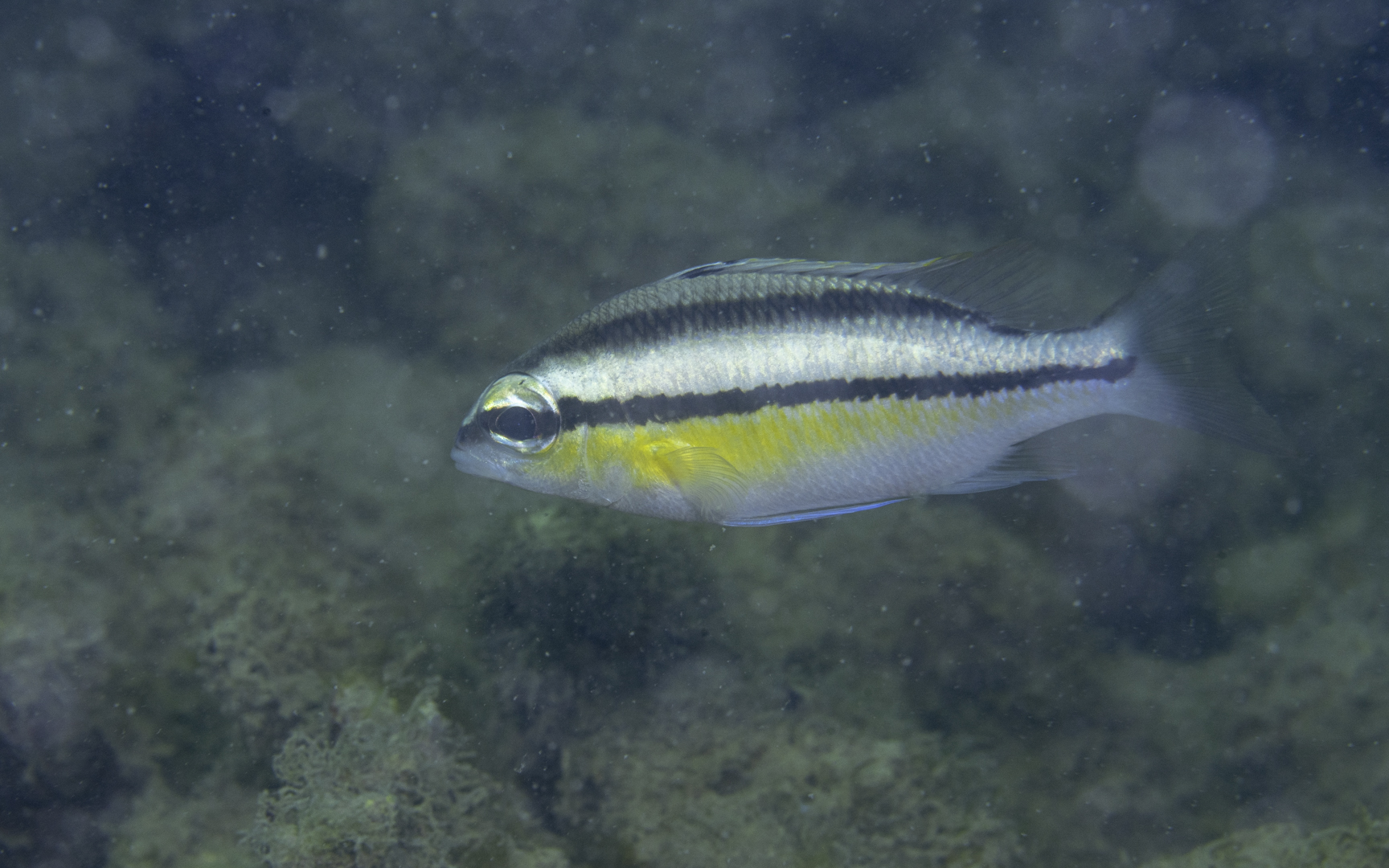 Scolopsis margalitifer – シンジュタマガシラ