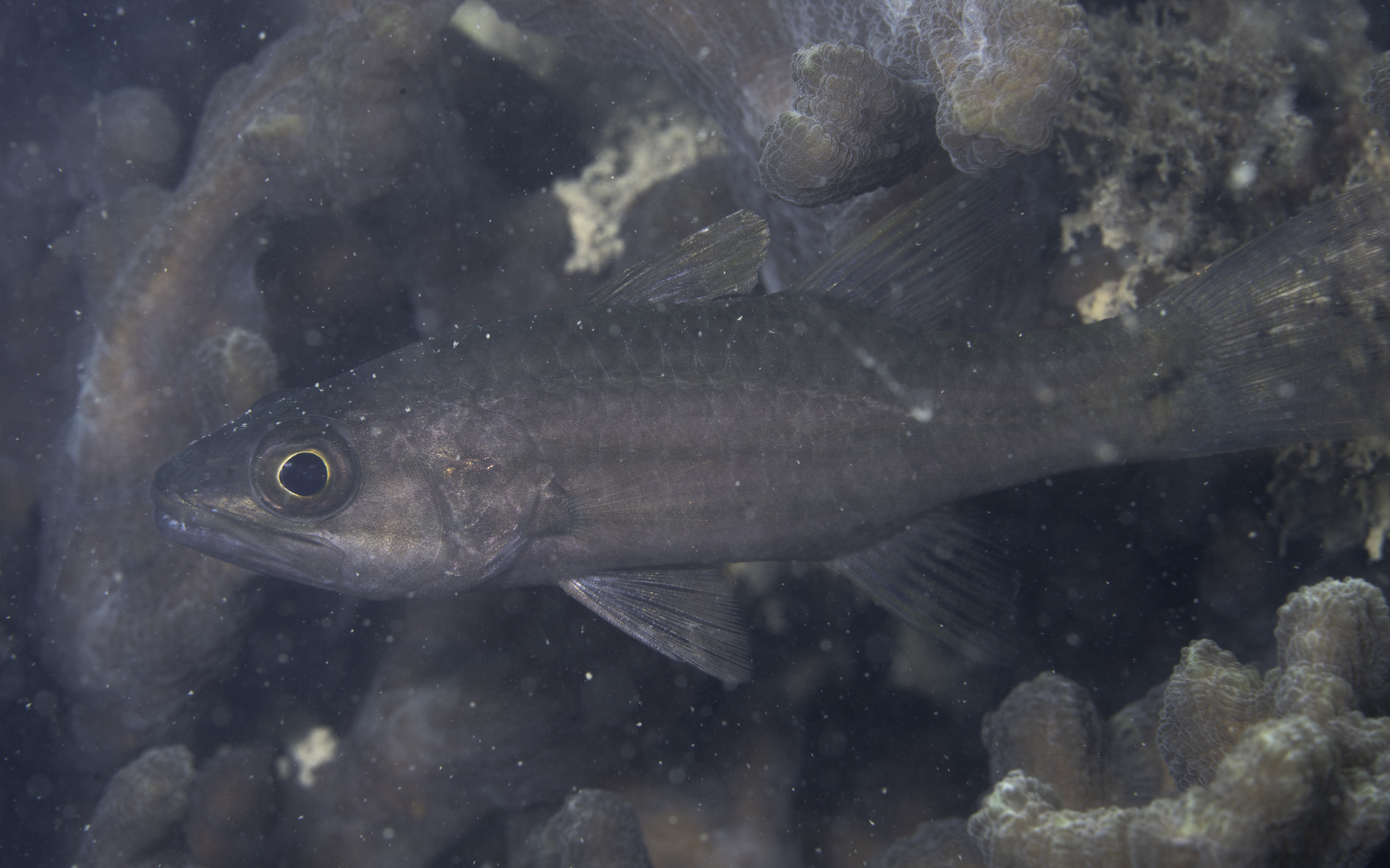 Cheilodipterus singapurensis – シンガポールテンジクダイ