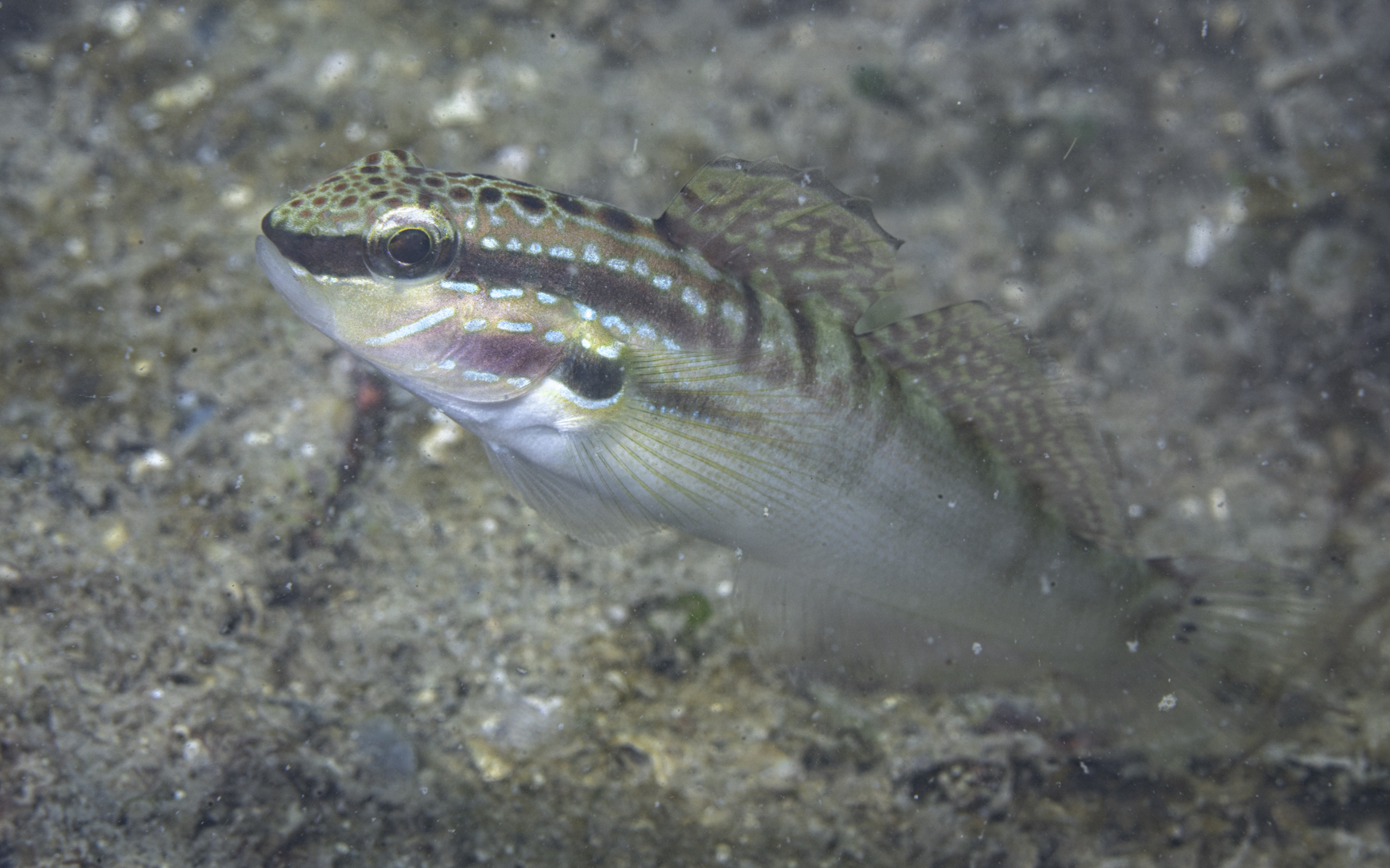 Amblygobius stethophthalmus