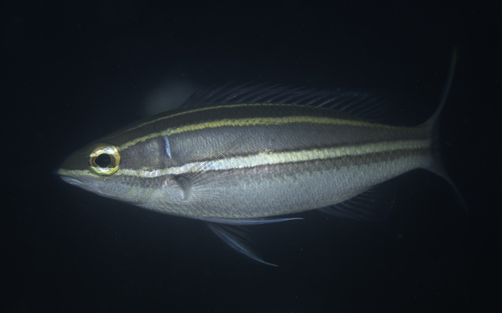 Pentapodus bifasciatus – ホワイトショルダーウィップテイル