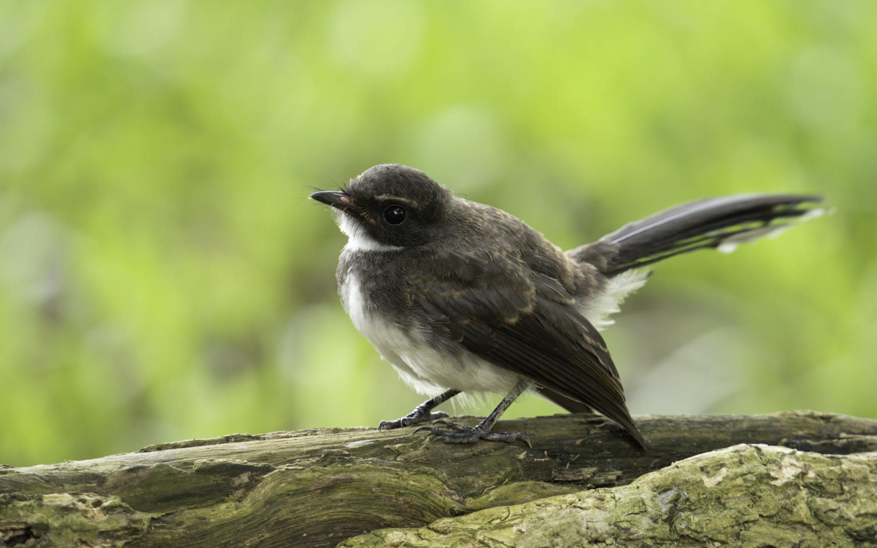 Rhipidura javanica – ムナオビオウギビタキ