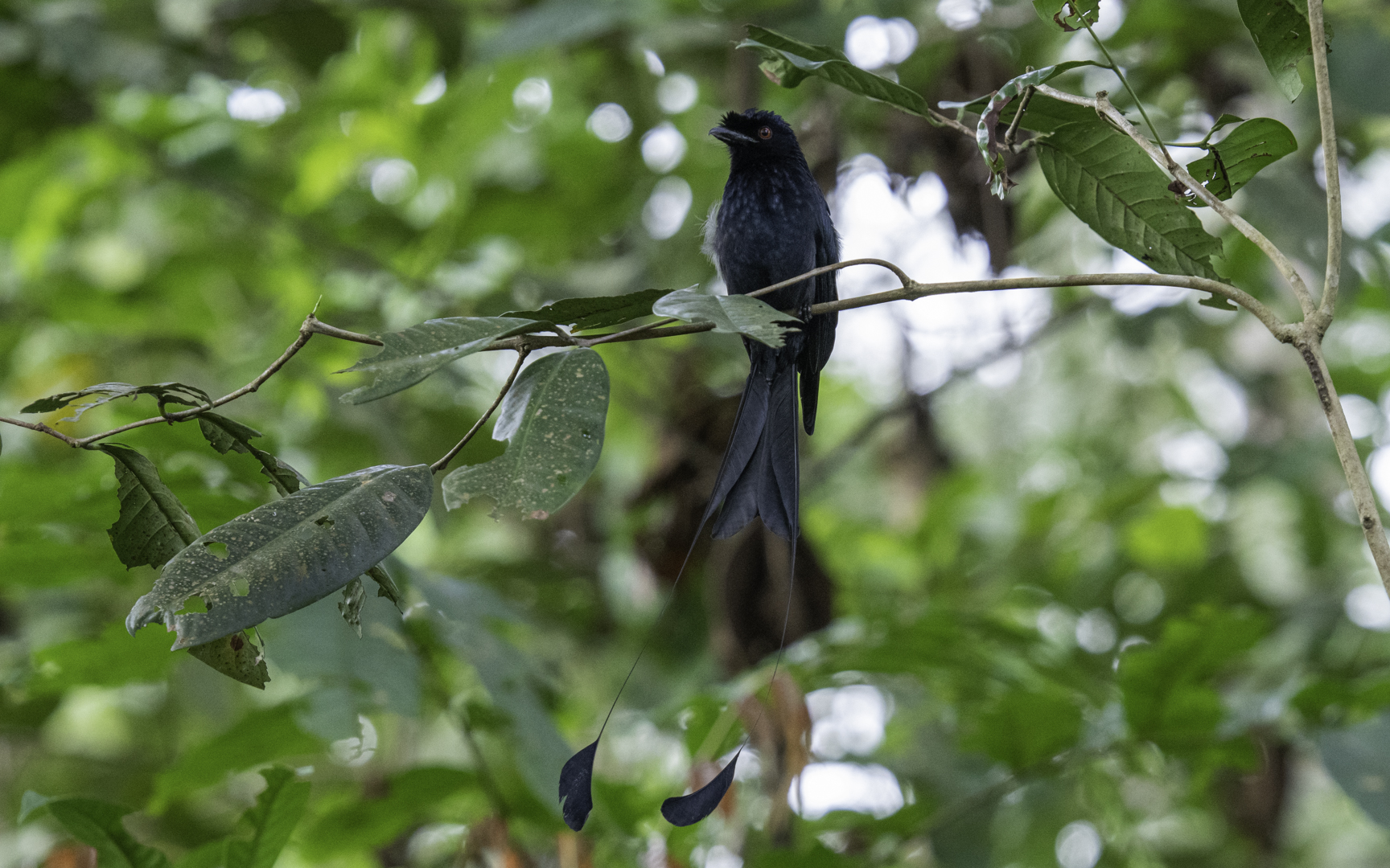 Dicrurus paradiseu – カザリオウチュウ