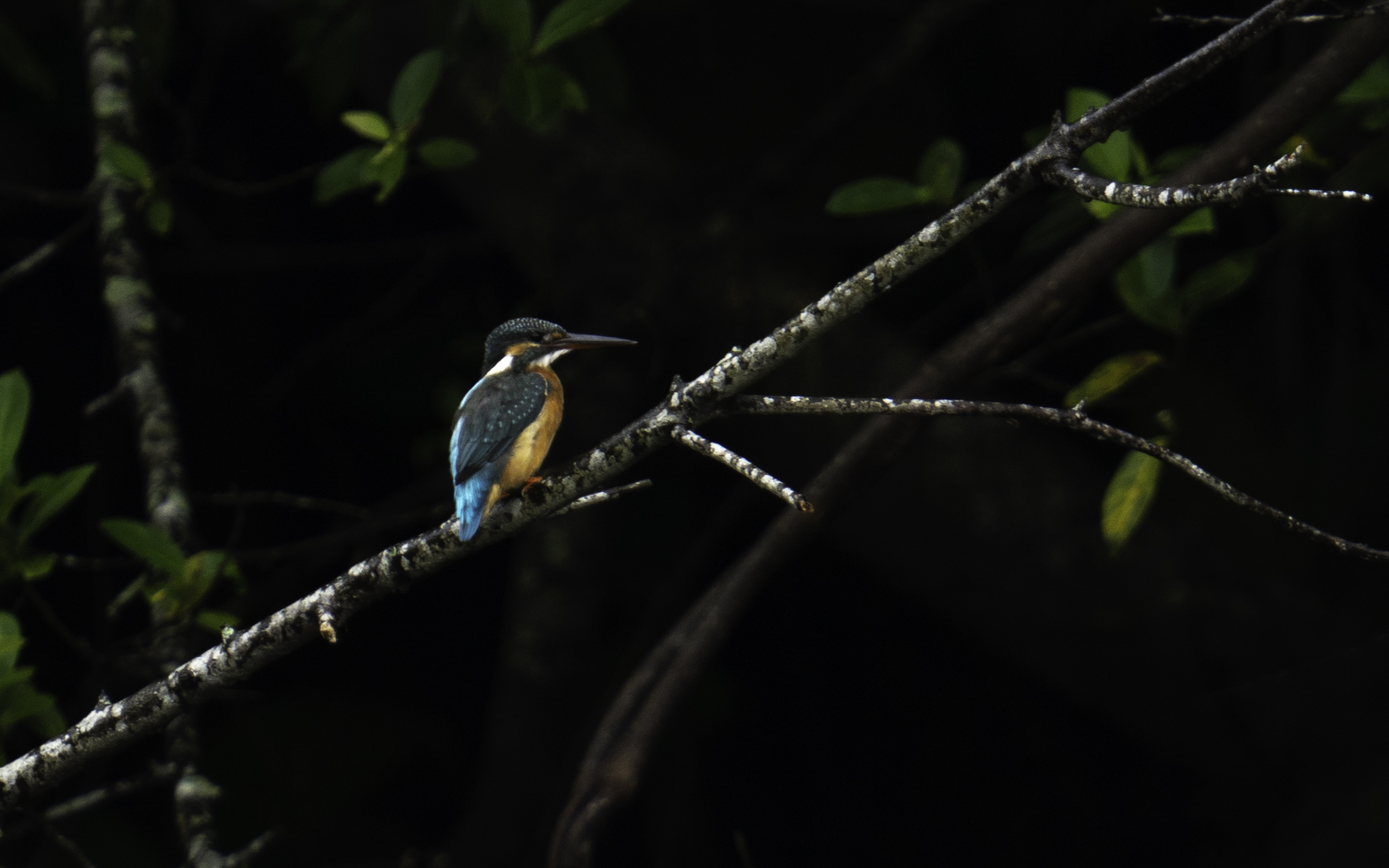 Alcedo atthis – カワセミ