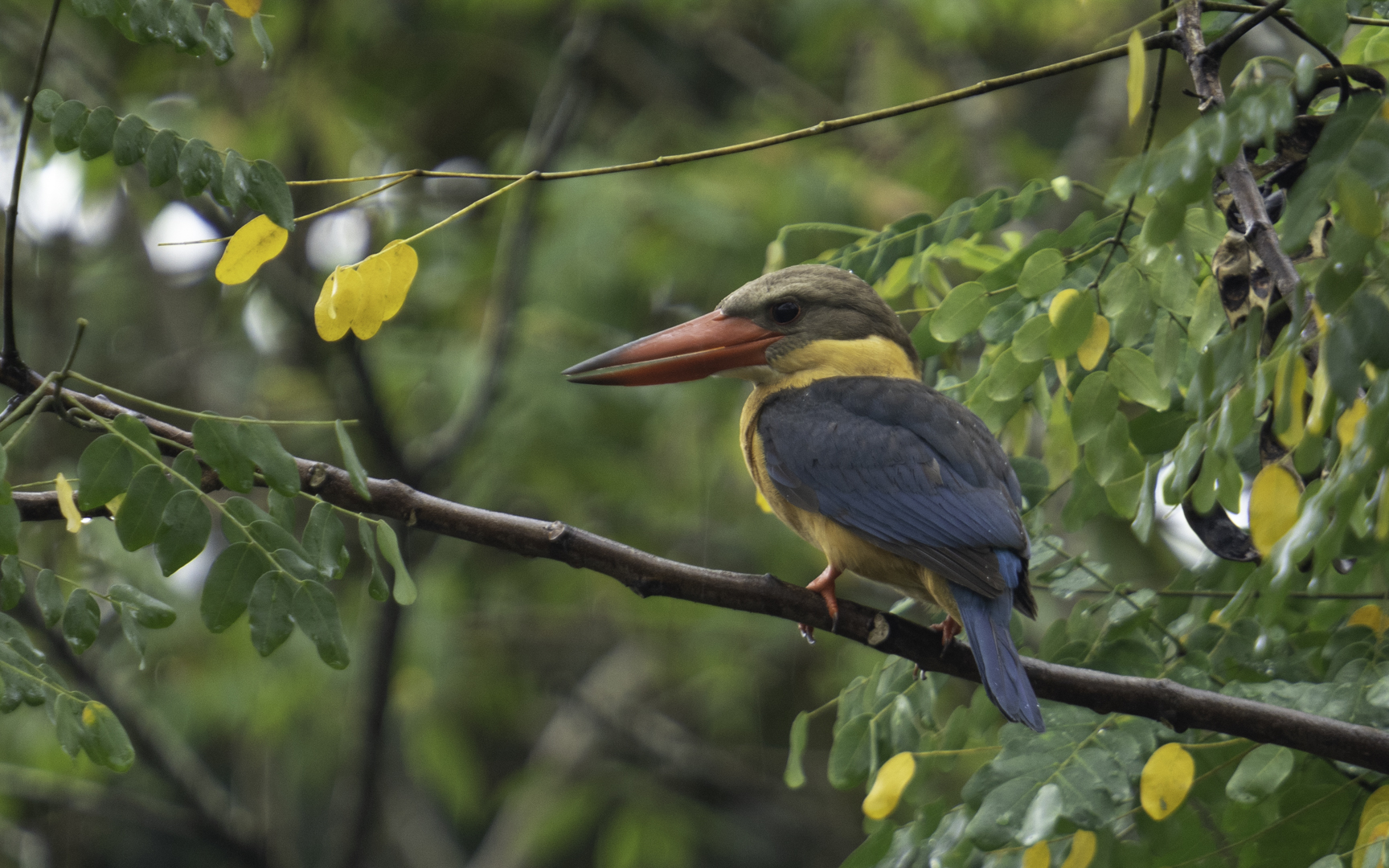 Pelargopsis capensis – コウハシショウビン