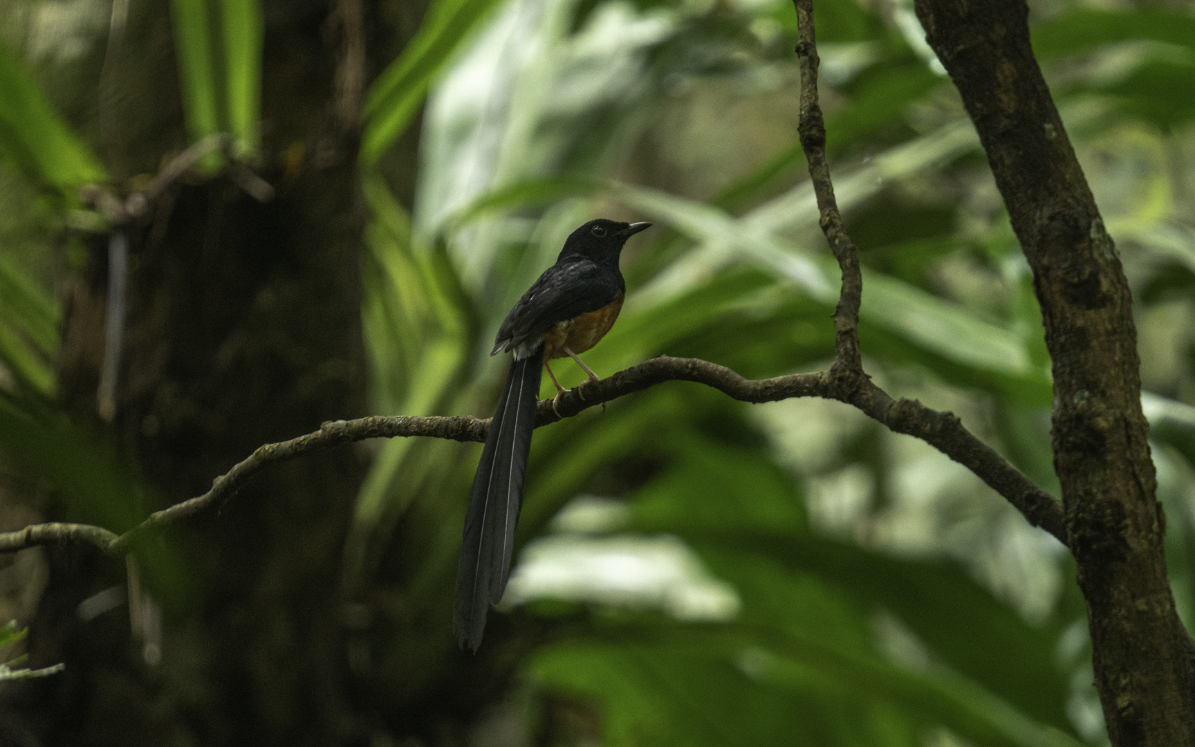 Copsychus malabaricus – アカハラシキチョウ