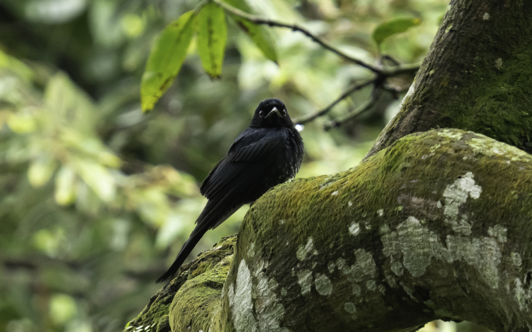 Dicrurus annectens – ハシブトオウチュウ