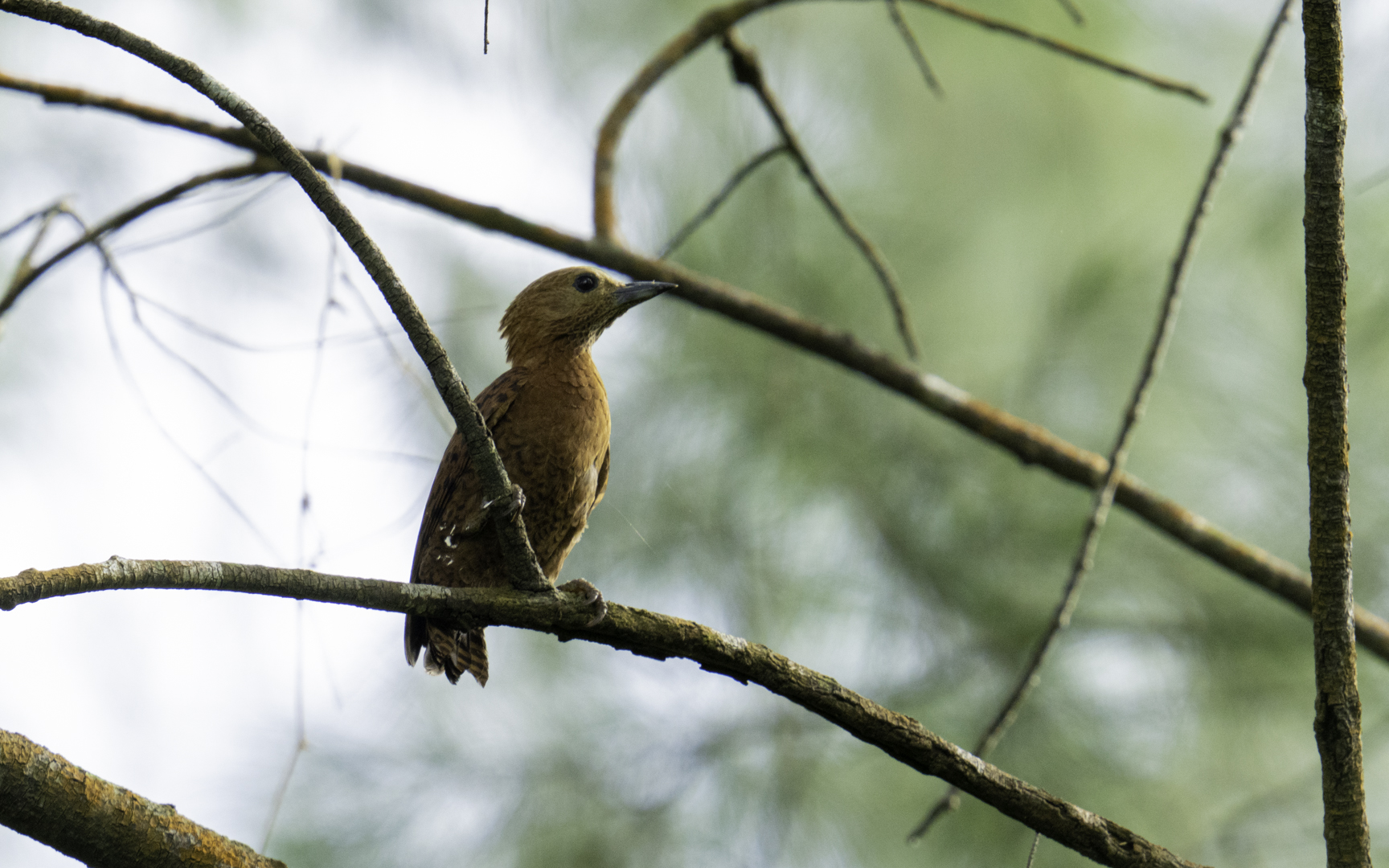 Micropternus brachyurus – クリチャゲラ