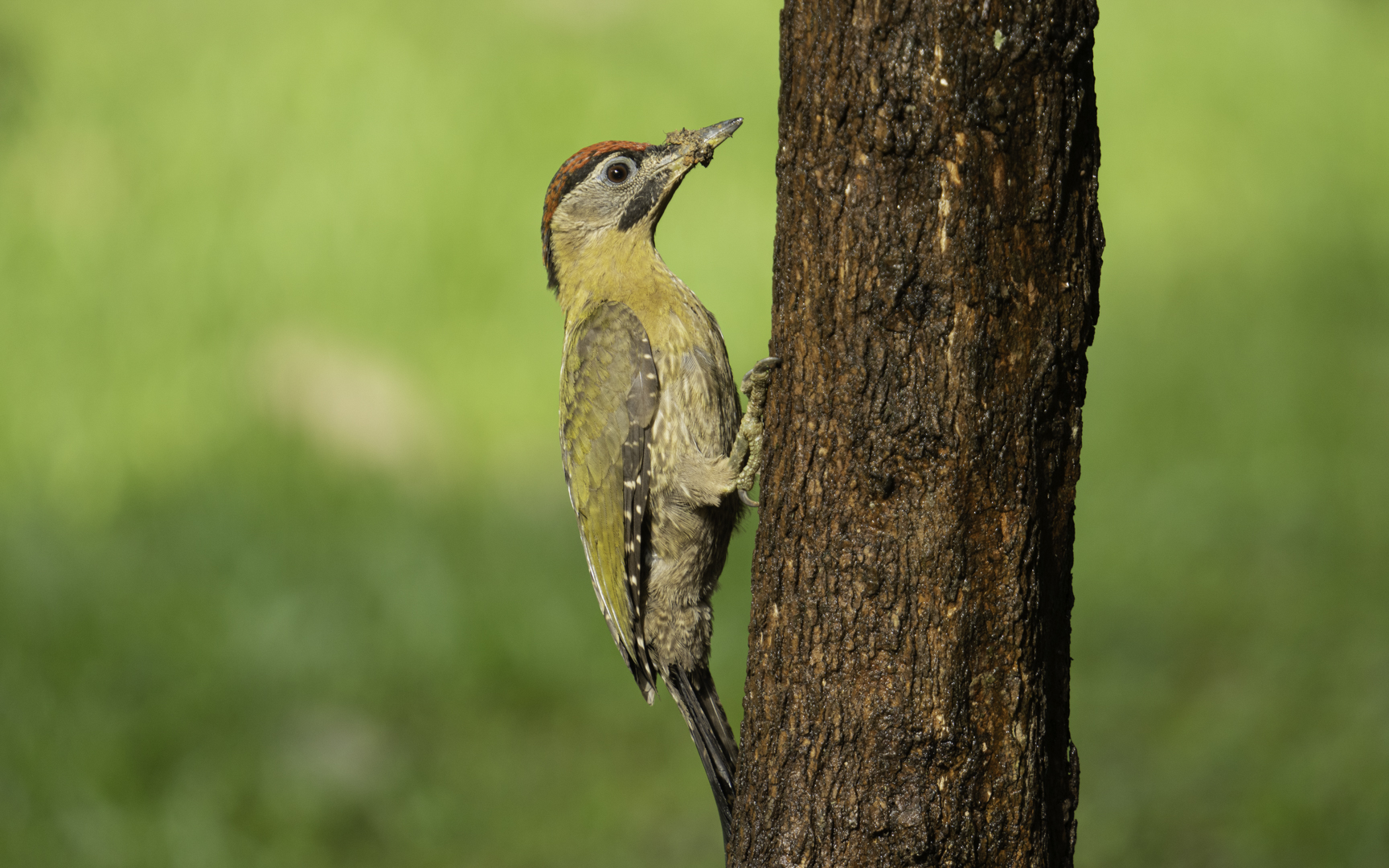 Picus vittatus – タケアオゲラ