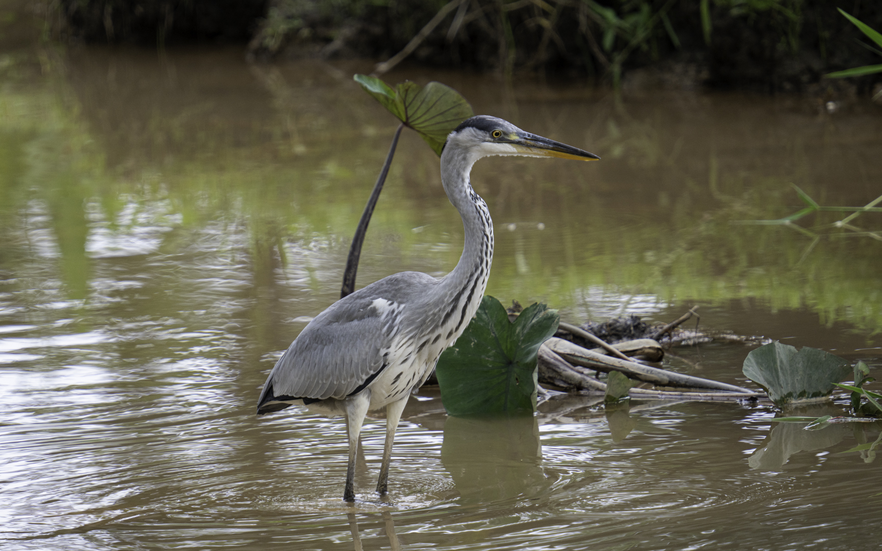 Ardea cinerea – アオサギ