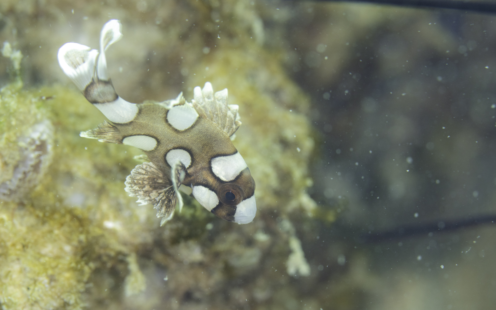 Plectorhinchus chaetodonoides – チョウチョウコショウダイ