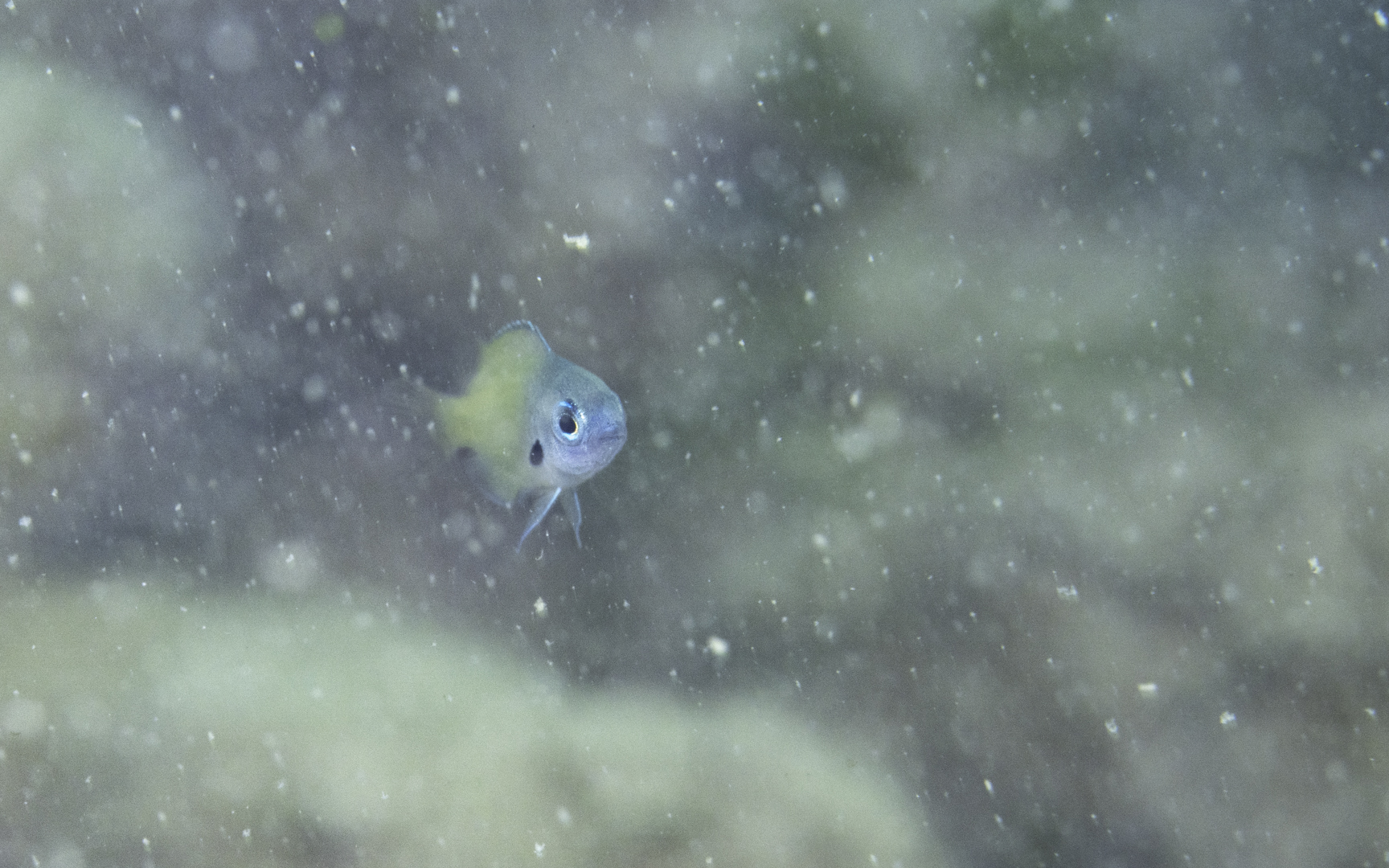 Pomacentrus nigromarginatus – ニセモンツキスズメダイ