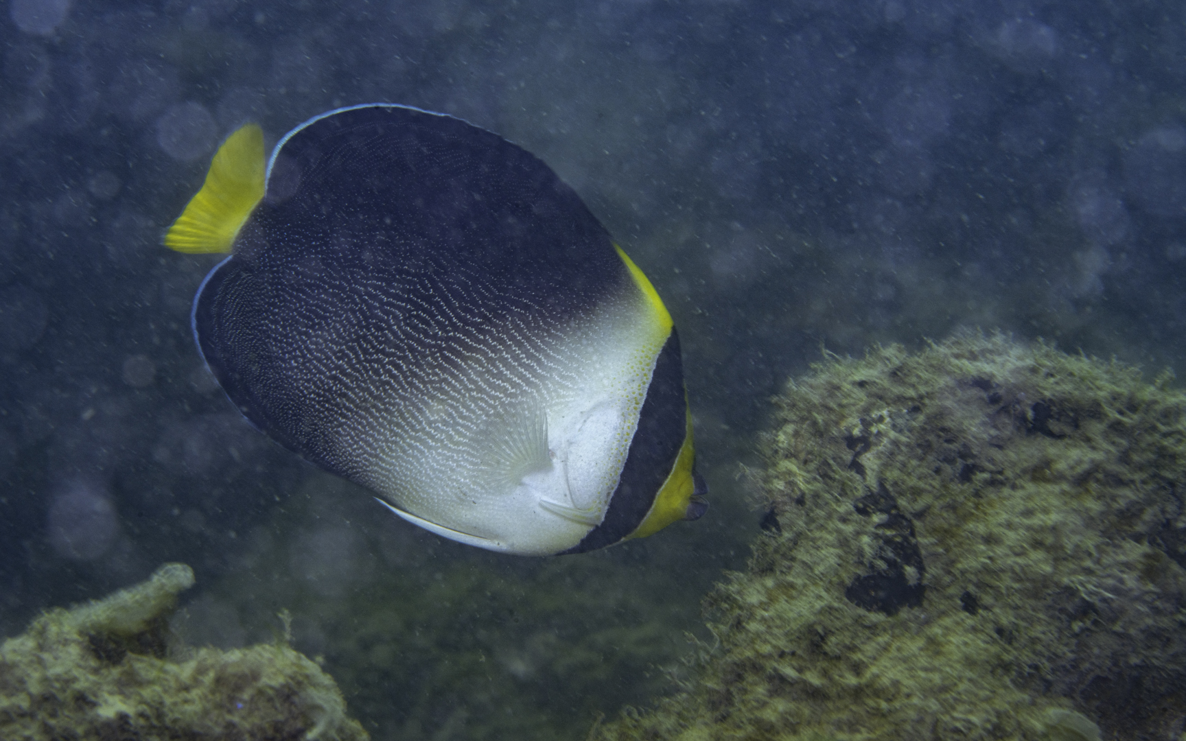 Chaetodontoplus mesoleucus – チリメンヤッコ