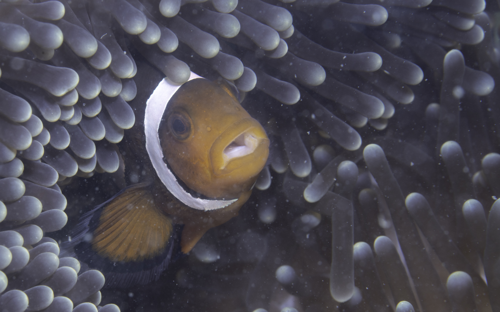 Amphiprion ocellaris – カクレクマノミ