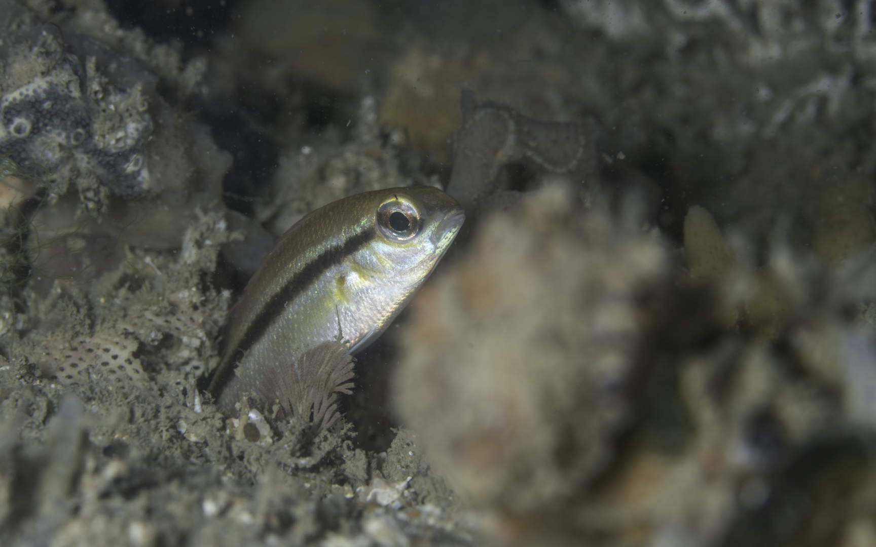 Scolopsis affinis – ヒメタマガシラ