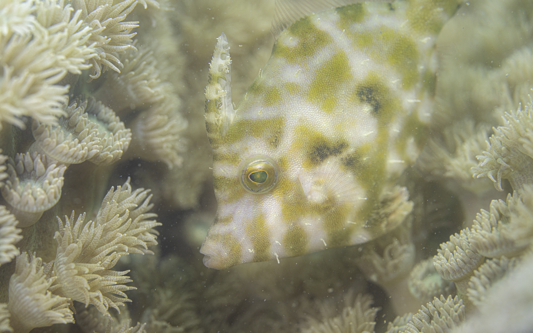 Acreichthys tomentosus – フチドリカワハギ