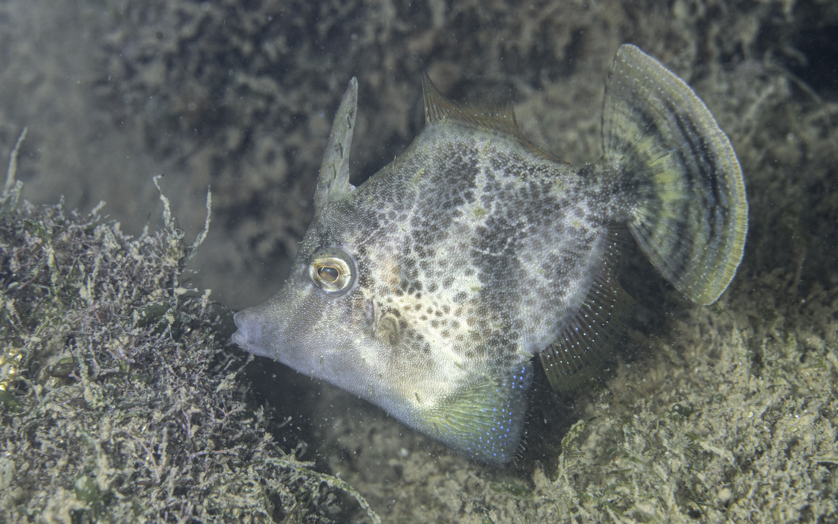 Pseudomonacanthus macrurus – コクテンハギ