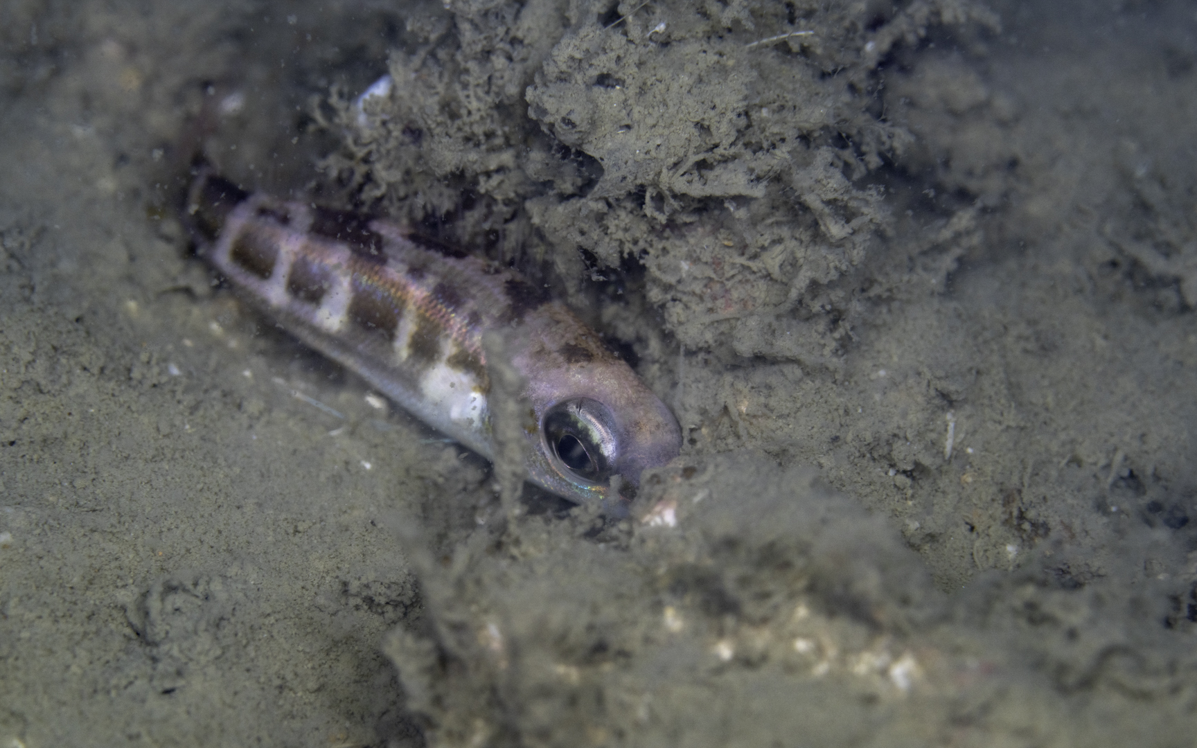 Scolopsis lineata – ヨコシマタマガシラ