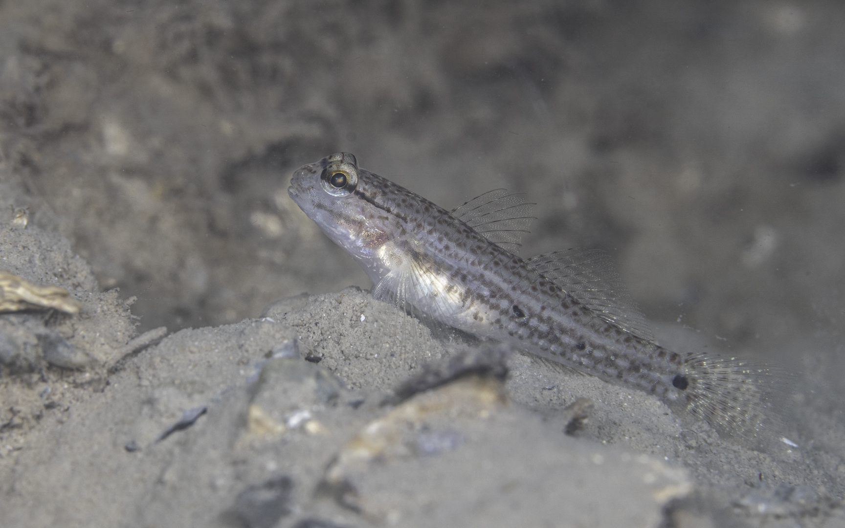 Istigobius goldmanni – ヒメカザリハゼ