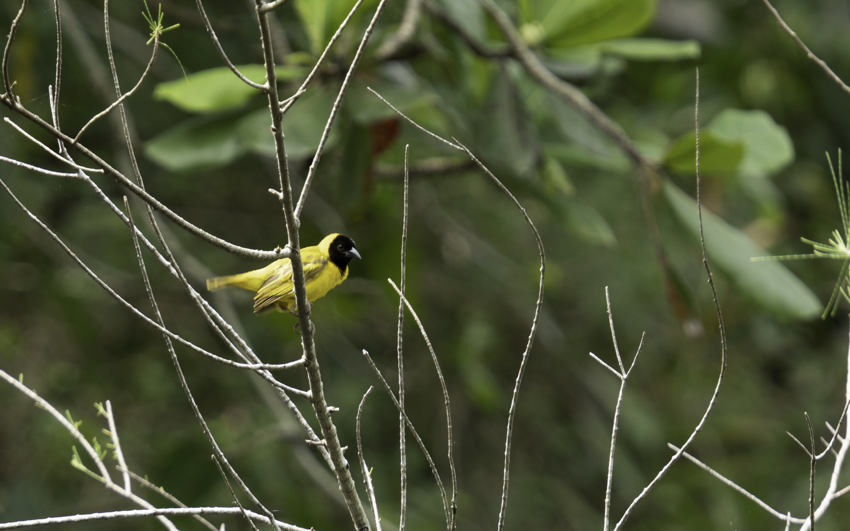 Ploceus melanocephalus – ズグロハタオリ