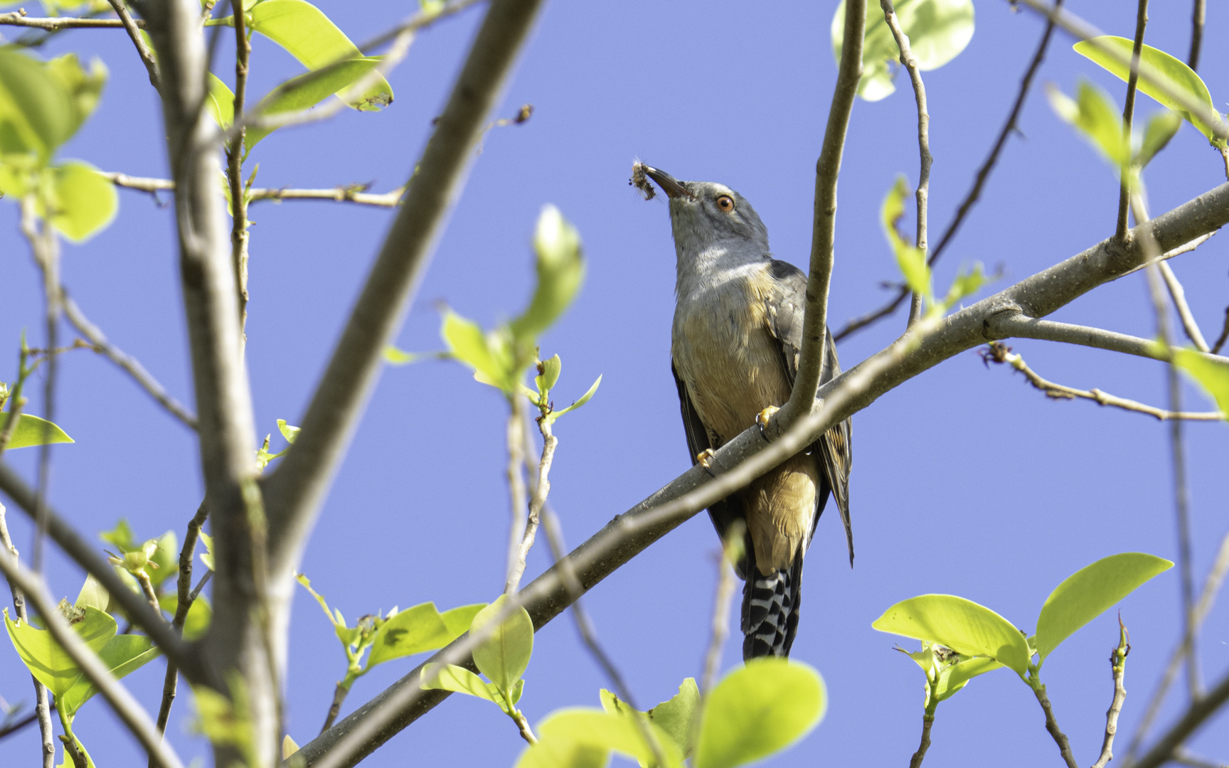 Cacomantis merulinus – ヒメカッコウ