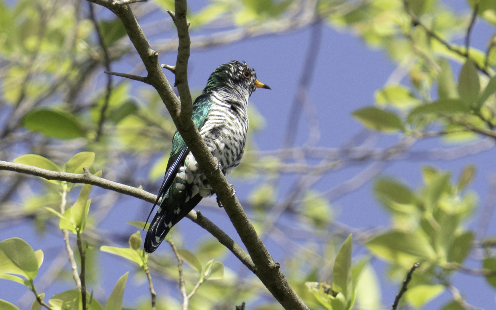 Chrysococcyx maculatus – ミドリテリカッコウ