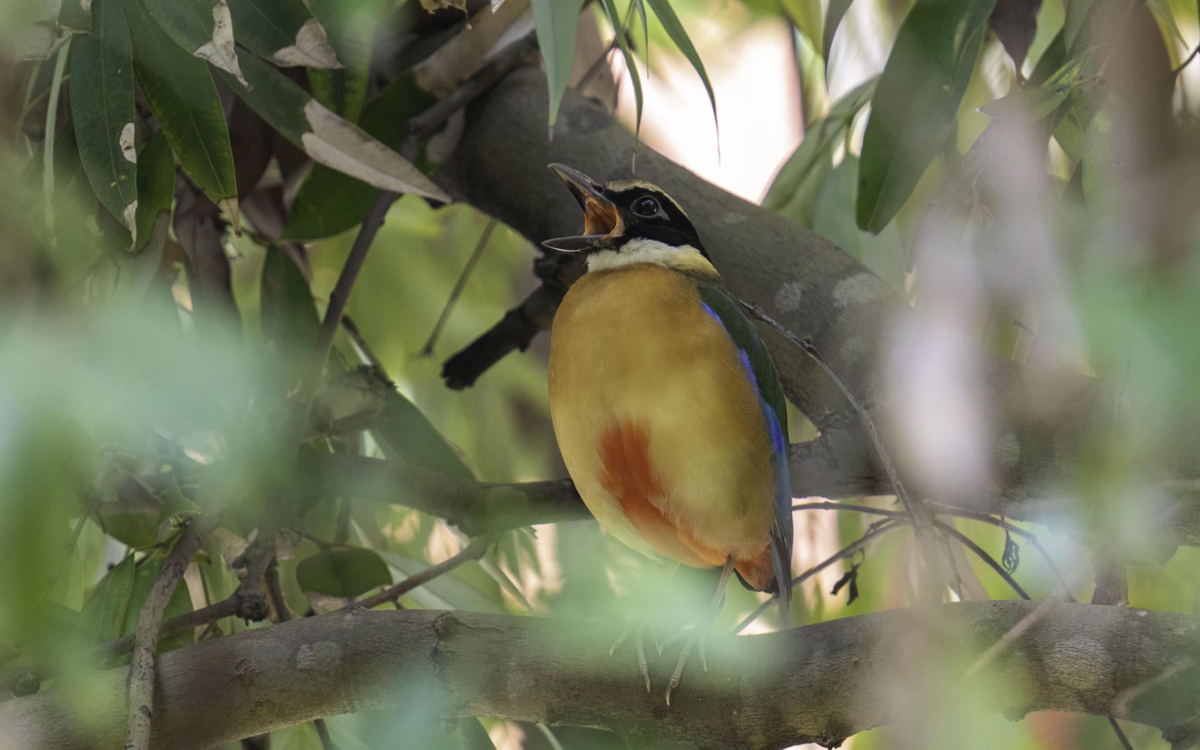 Pitta moluccensis – ミナミヤイロチョウ