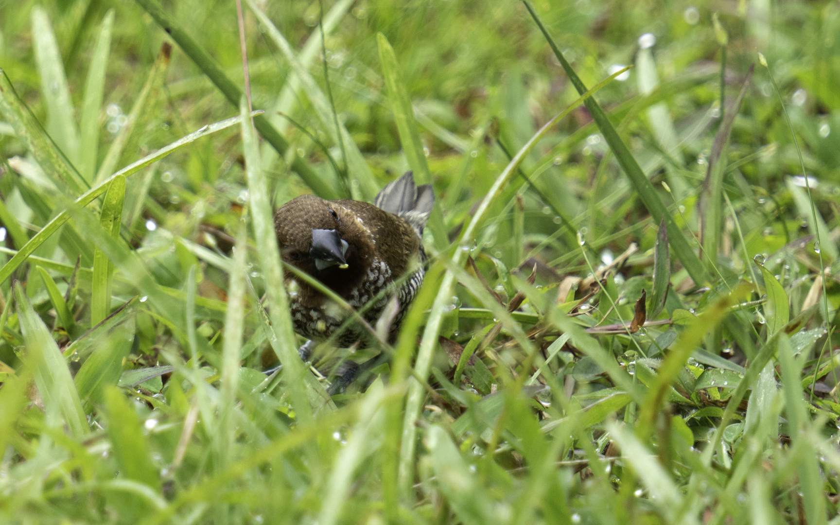 Lonchura punctulata – シマキンパラ