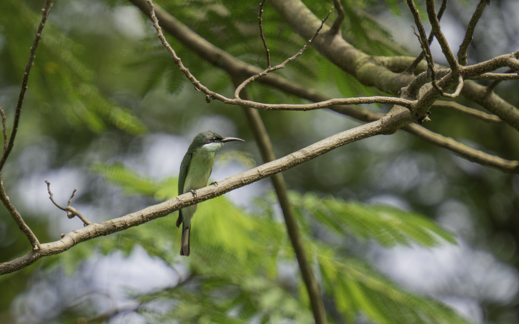 Merops viridis – ルリノドハチクイ