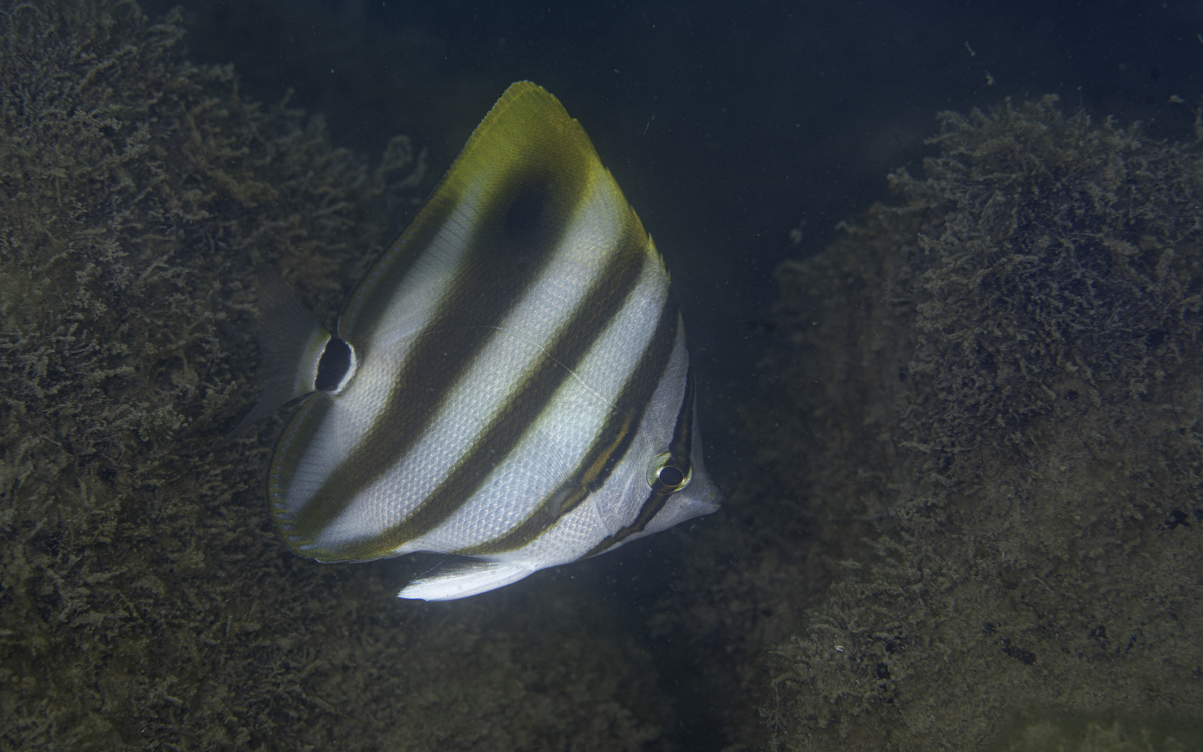 Parachaetodon ocellatus – テンツキチョウチョウウオ