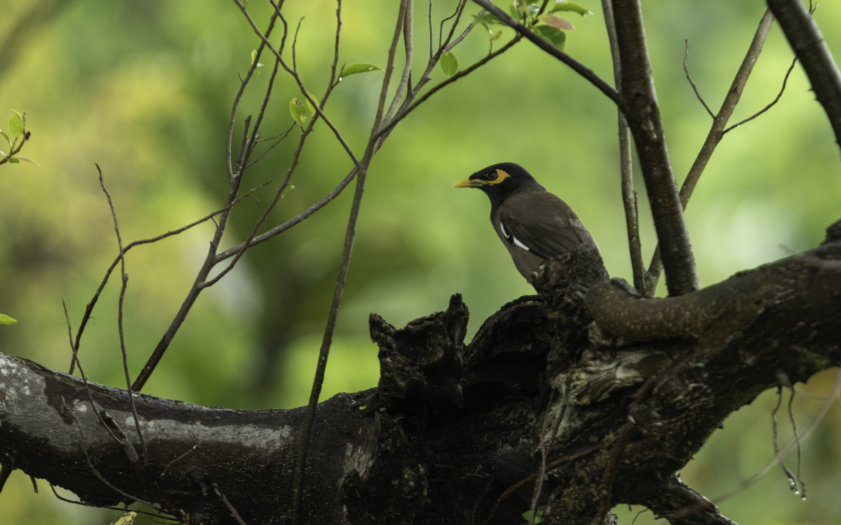 Acridotheres tristis – インドハッカ