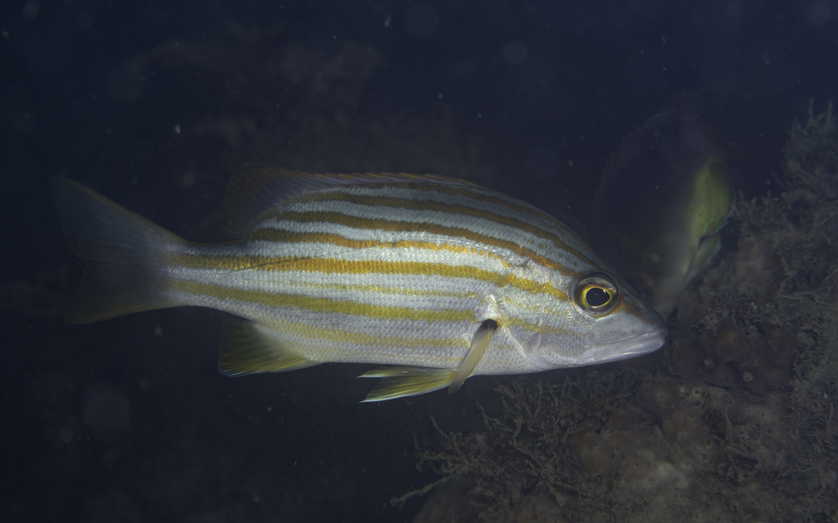 Lutjanus carponotatus – スパニッシュフラグスナッパー