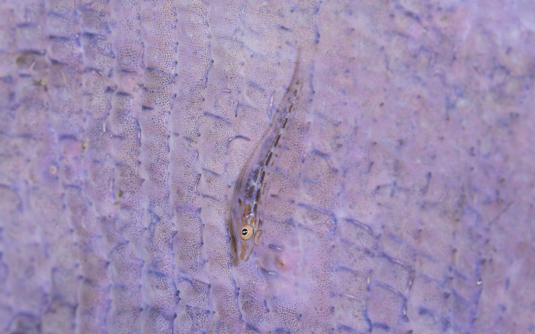 Lembeh (Nov-22) #3 – Small goby