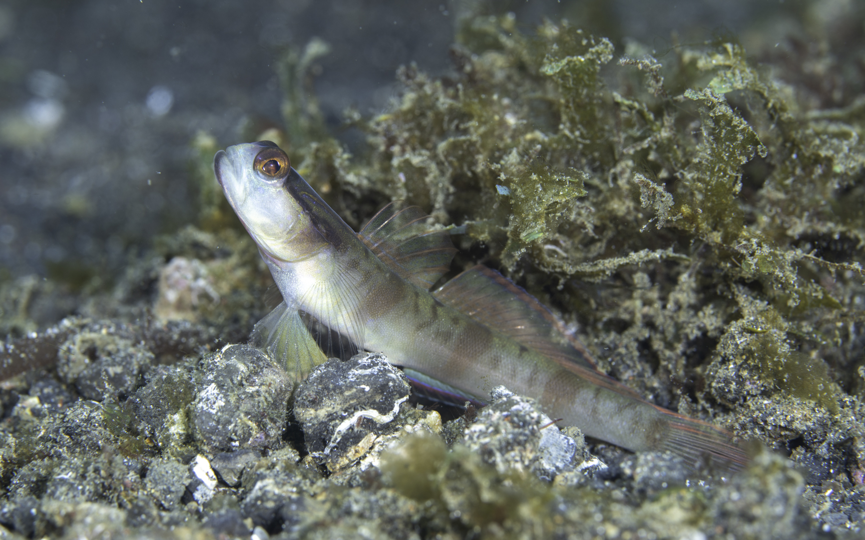 Lembeh (Nov-22) #2 – Shrimp-goby