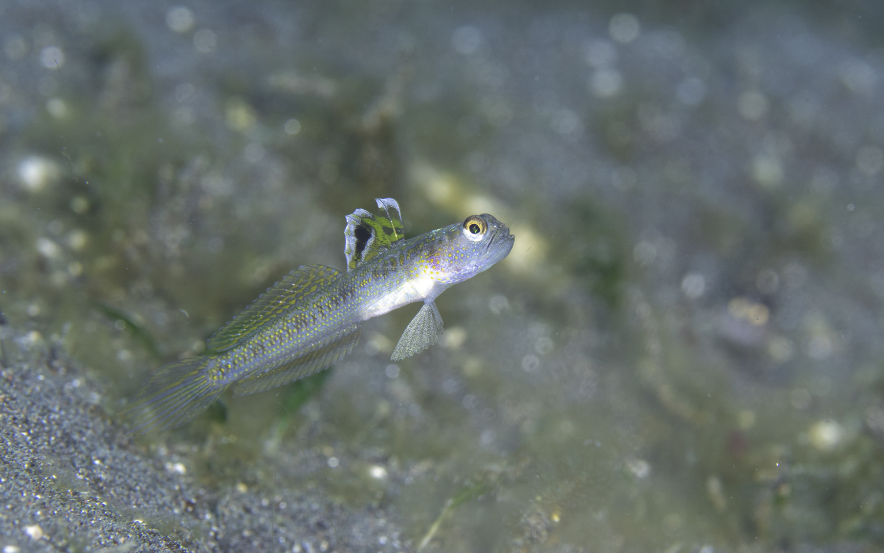 Lembeh (Nov-22) #4 – Other goby