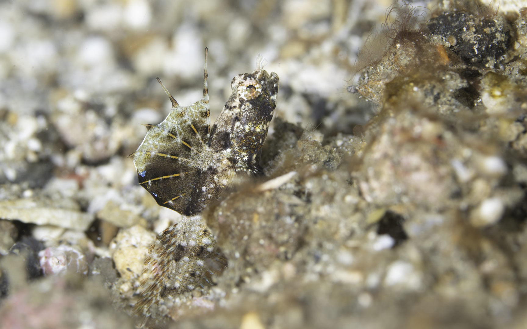 Lembeh (Nov-22) #1 – Tomiyamichthys