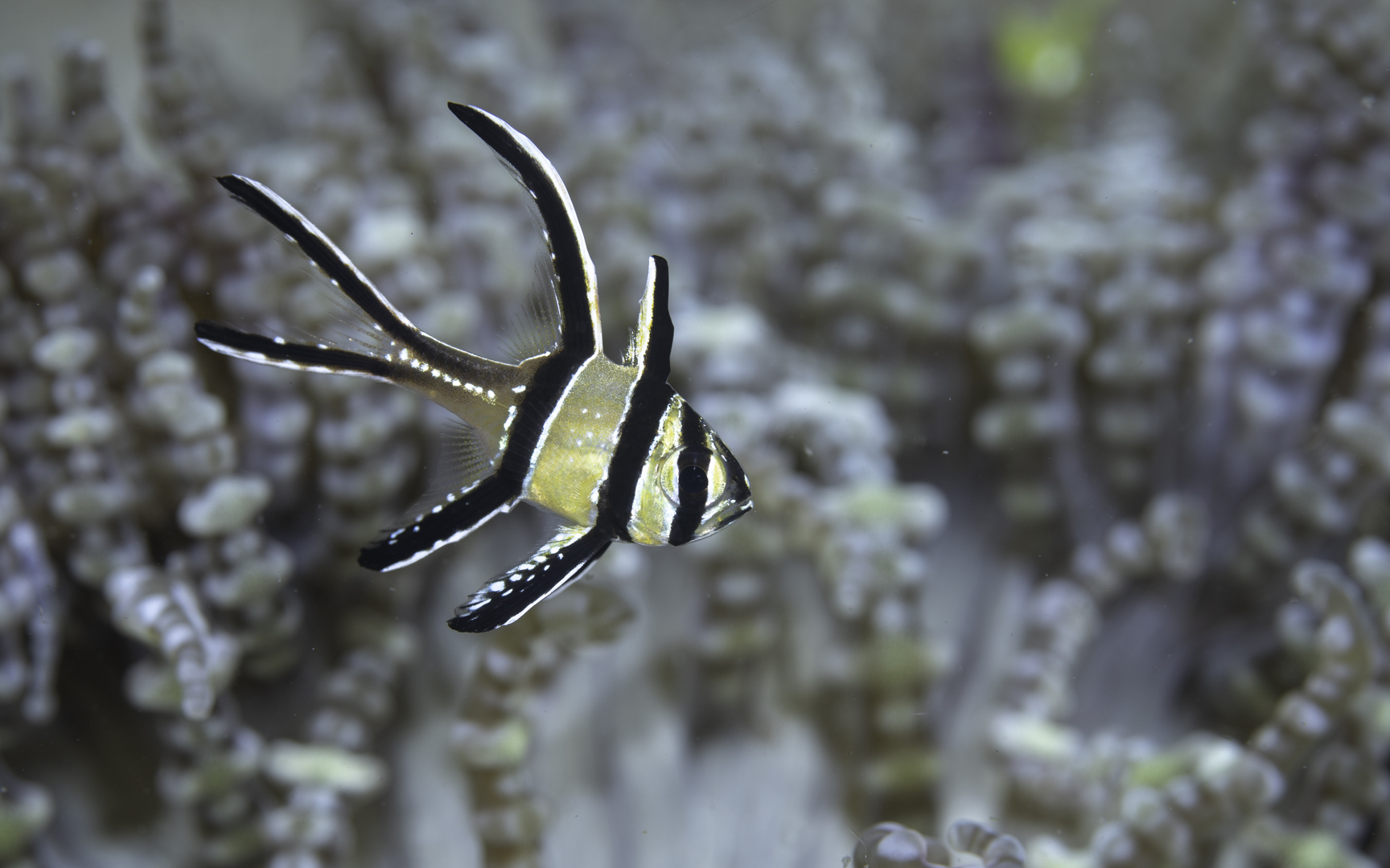 Lembeh (Nov-22) #5 – Apogonidae