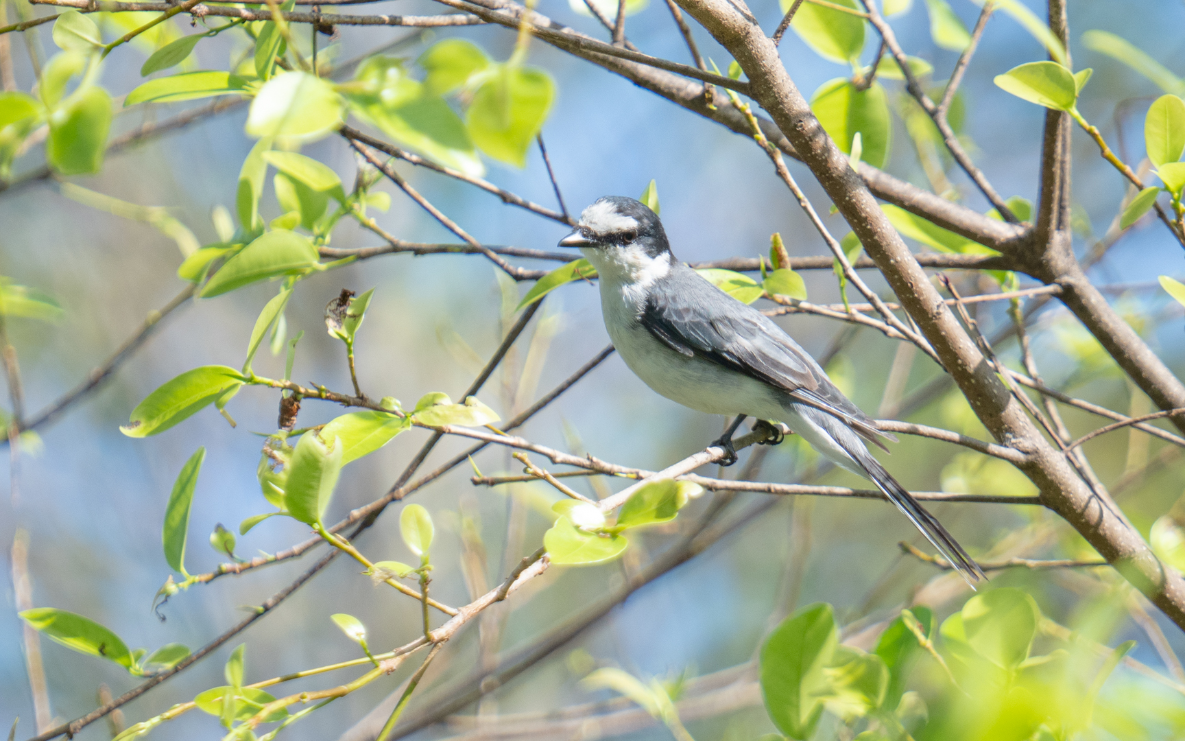 Pericrocotus divaricatus – サンショウクイ