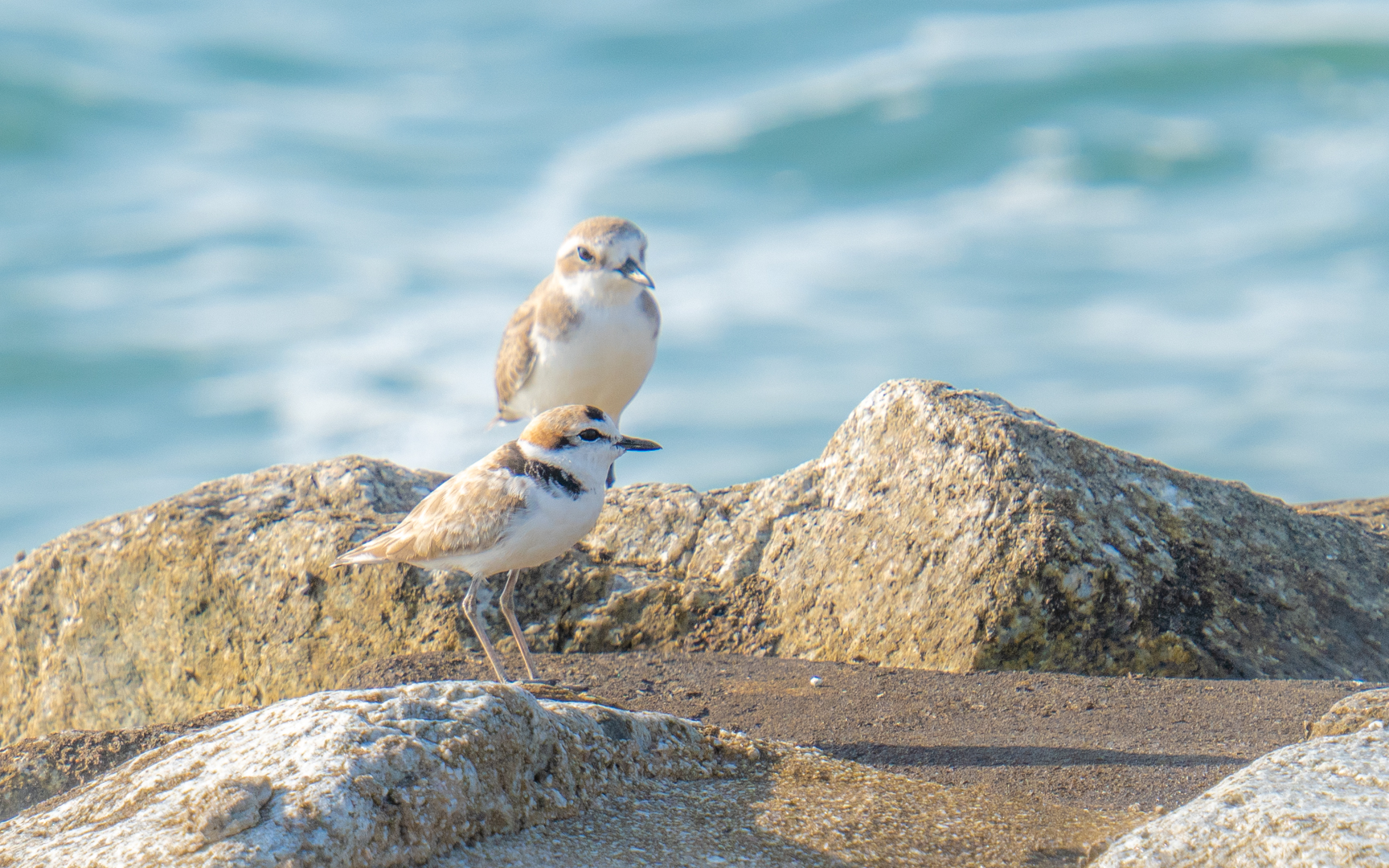 Charadrius peronii – クロエリシロチドリ