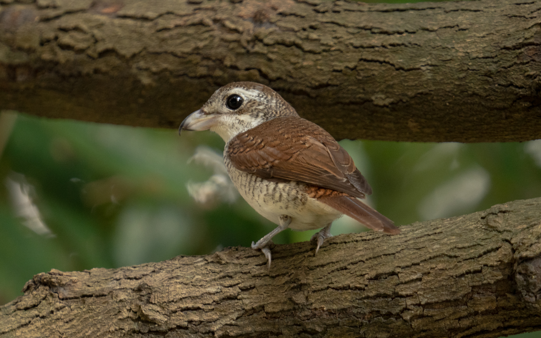 Lanius tigrinus – チゴモズ