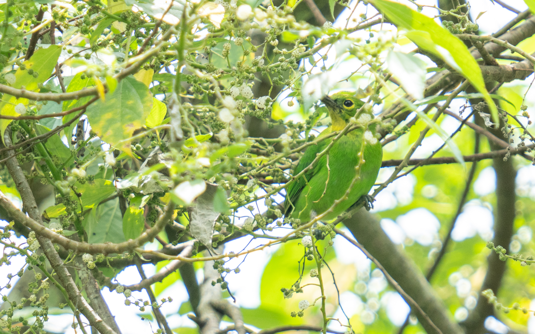 Chloropsis sonnerati – オオコノハドリ