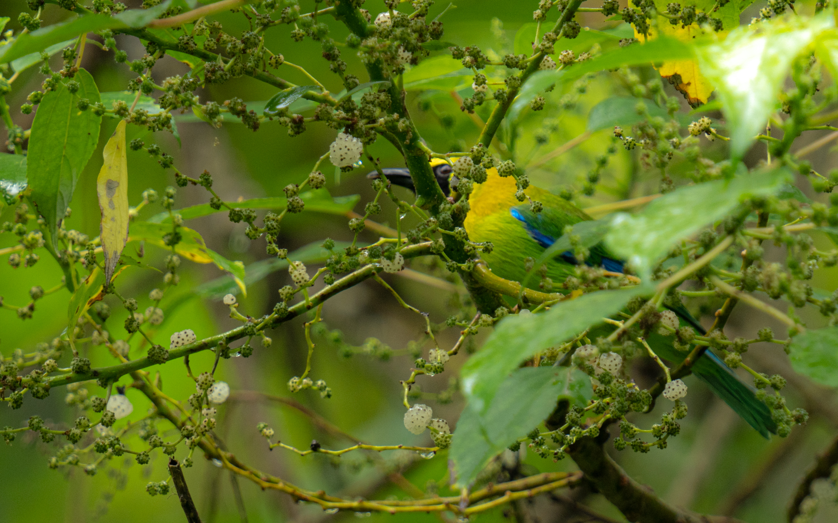 Chloropsis moluccensis – アオバネコノハドリ