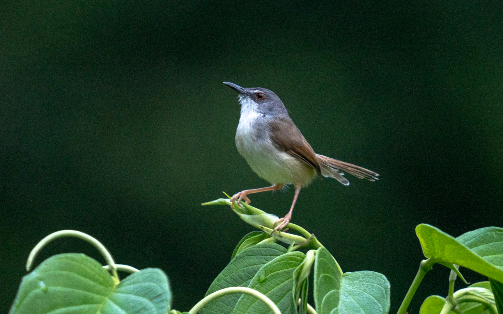 Prinia rufescens – チャイロハウチワドリ