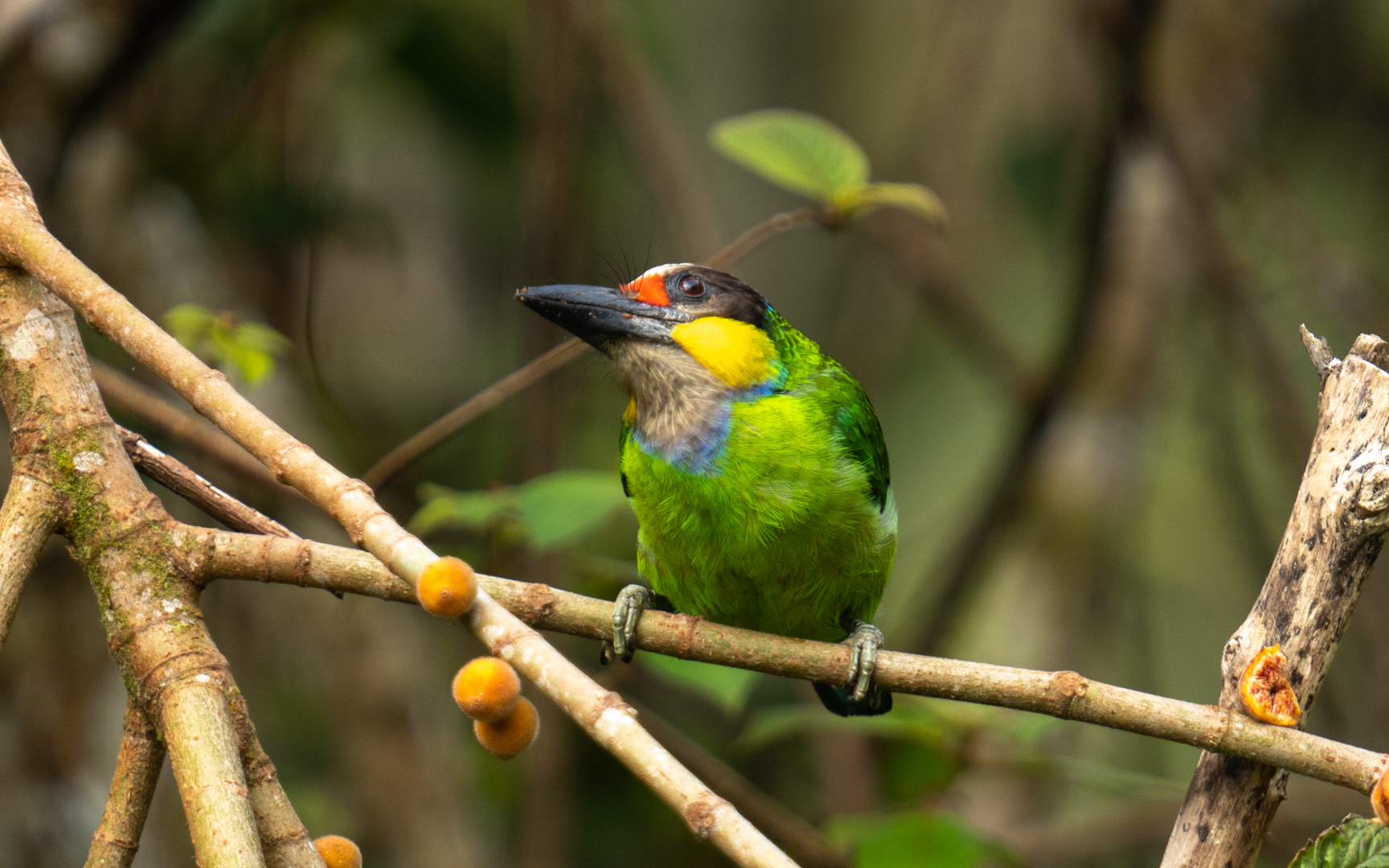 キホオゴシキドリ – Psilopogon chrysopogon