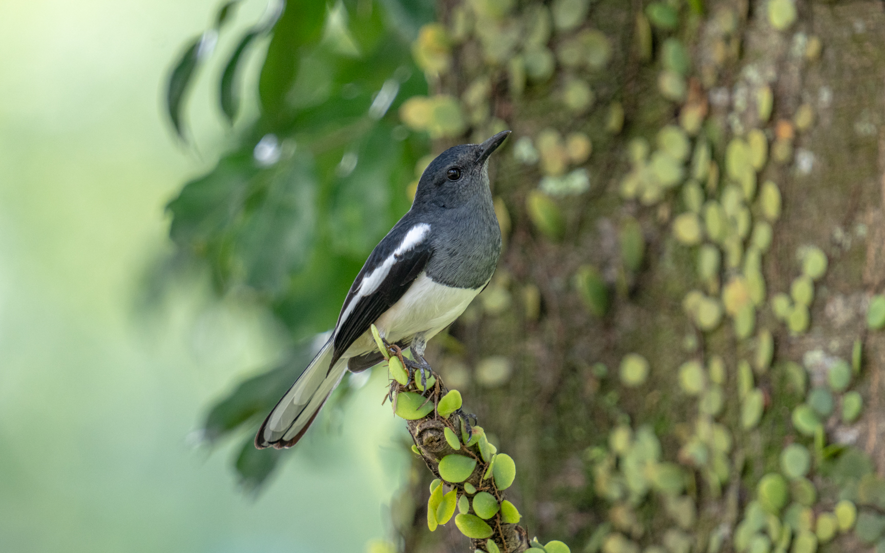 Copsychus saularis – シキチョウ