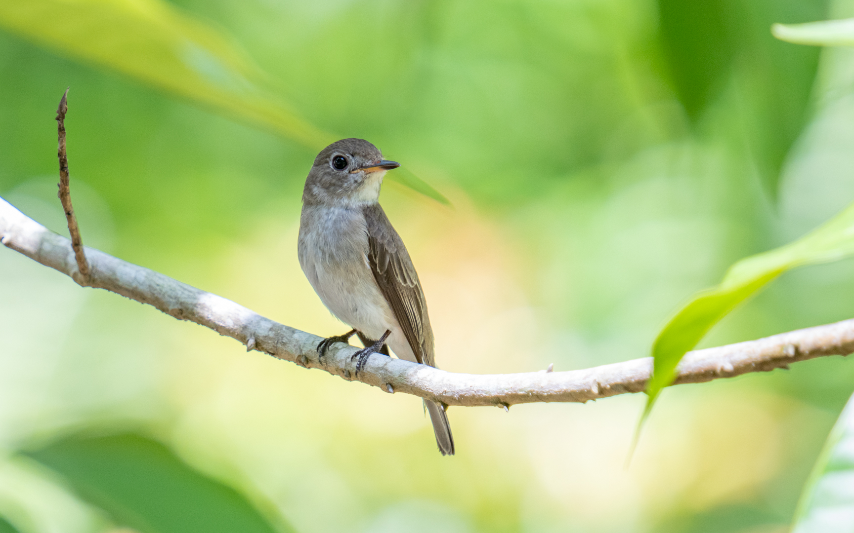 Muscicapa dauurica – コサメビタキ