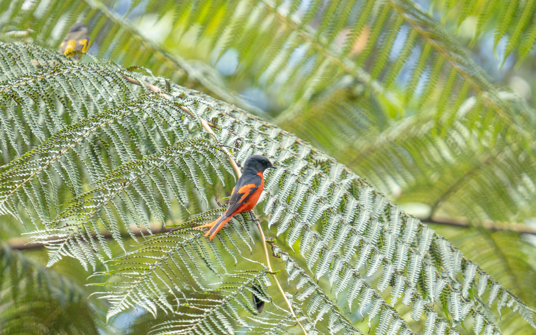 Pericrocotus solaris – ベニサンショウクイ