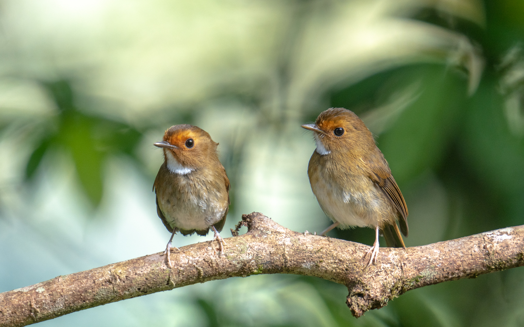 Anthipes solitaris – アカメヒタキ