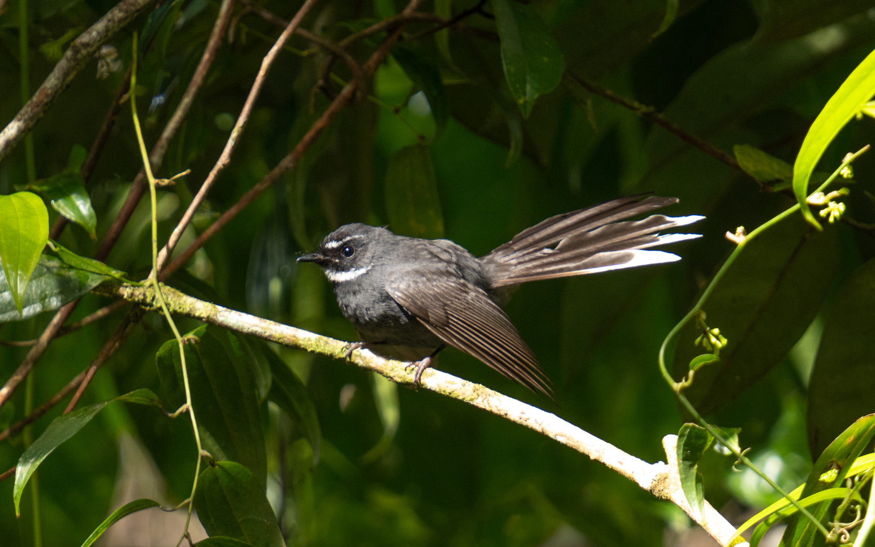 Rhipidura albicollis – ノドジロオウギビタキ